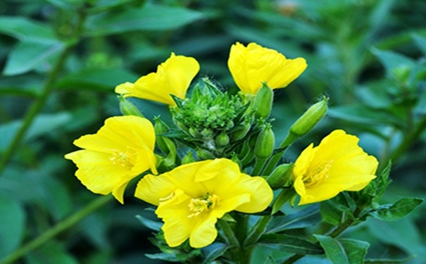 “鲜花经济”为绿色发展增色添香